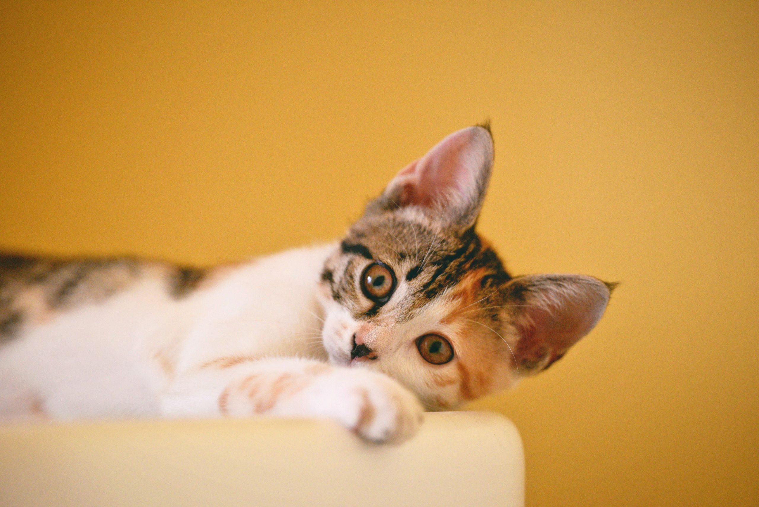 Self-cleaning litter box for pets