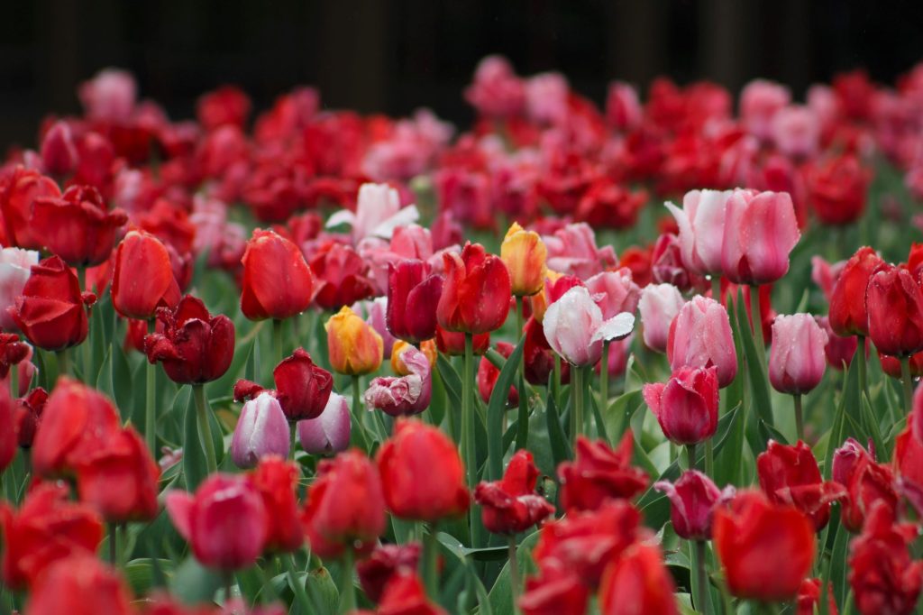 Philadelphia Flower Show