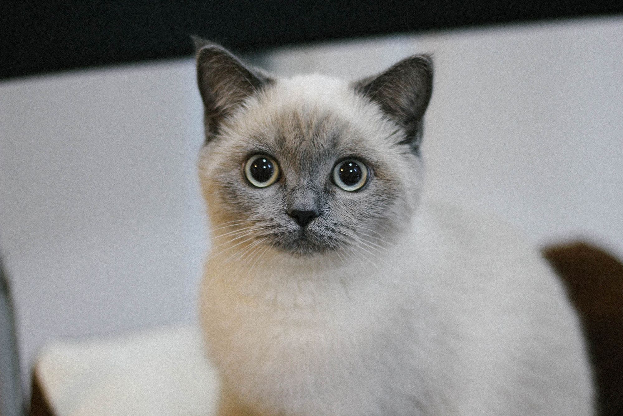 Litter-Robot Refurbished for Cats